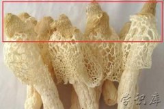 干竹荪哪里不能吃图解(附竹荪的作用与好处)