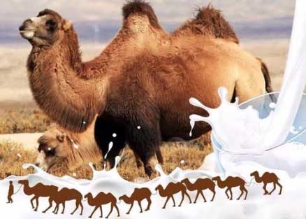 喝驼奶有啥好处(驼奶的功效与作用)