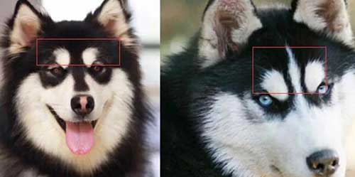 阿拉斯加和哈士奇的区别，两者6个不同点