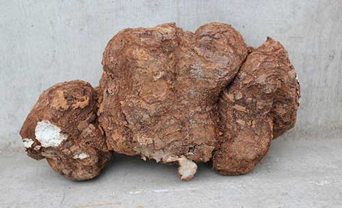 种植中药材有哪些，13个适合种植的中药材