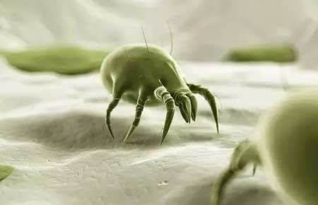 螨虫最怕这3种东西(一招快速清除螨虫)