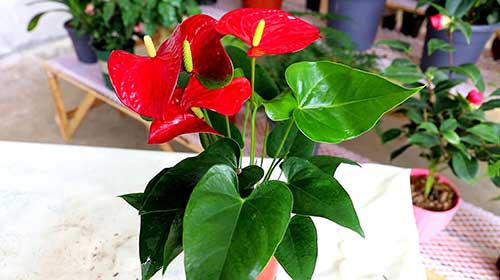 红掌的养殖方法和注意事项