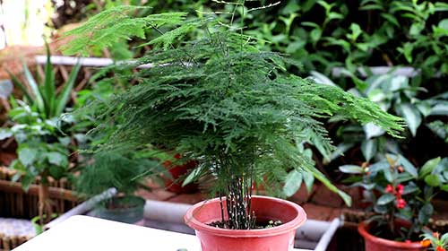 文竹的养殖方法和注意事项