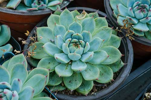 多肉植物夏天怎么养护，5个夏季养护多肉的技巧