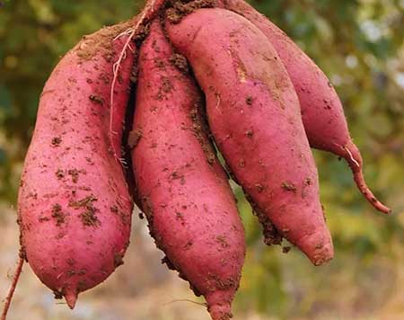 什么样的红薯更新鲜，如何挑选新鲜番薯