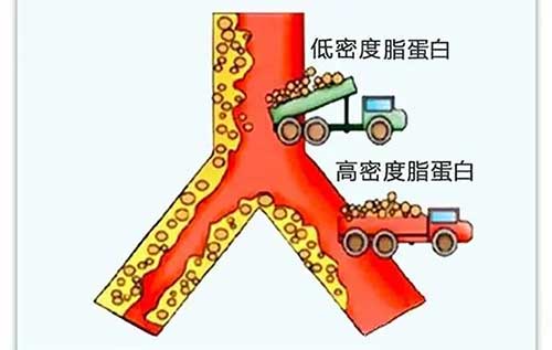 高密度脂蛋白偏高是什么意思