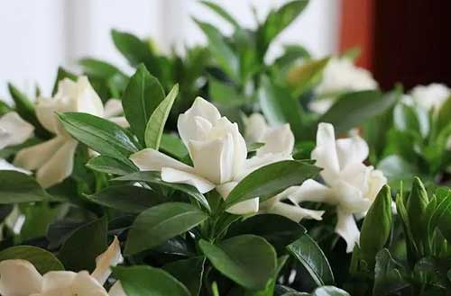 栀子花为啥不吉利，3个栀子花不吉利的说法