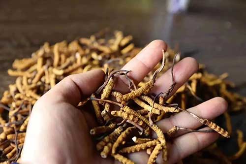 那曲虫草怎么辨别，5种鉴别那曲虫草的方法