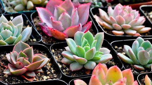 多肉的正确养殖方法，7个养殖多肉的技巧