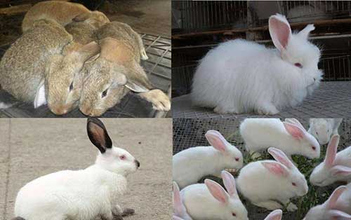 兔子的养殖技术及方法，5个养殖兔子的技术