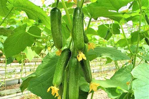 黄瓜栽培技术，3个技术栽培出好的黄瓜
