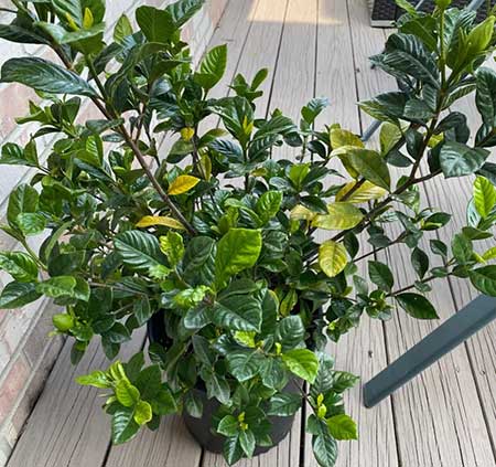 栀子花叶子发黄干枯掉叶子怎么办，5个办法轻松解决