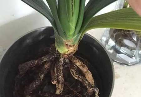 君子兰烂根怎么补救，5个措施可及时补救烂根