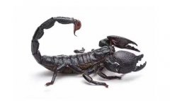 蝎子的功能与主治，吃蝎子七大好处