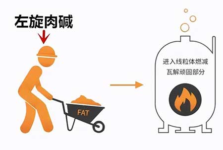 左旋肉碱的危害及副作用