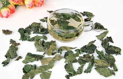 桑叶茶的功效与主治