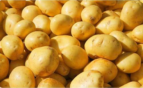 洋芋是土豆吗，洋芋简介