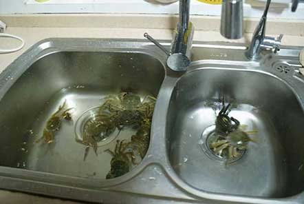 螃蟹怎么存放活的时间长一点，7个措施存活时间长