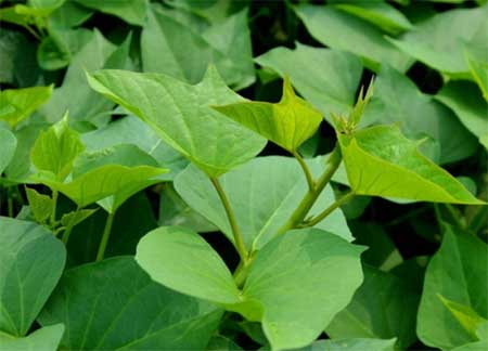 红薯叶的危害有哪些
