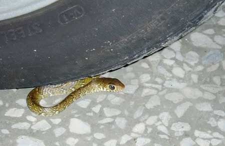 毒蛇会进家里吗