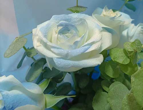 碎冰蓝玫瑰花语