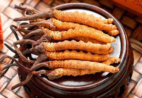 三种人千万不能吃虫草