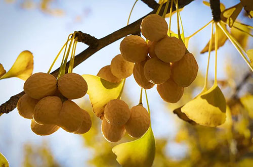 银杏果的功效与作用及食用方法