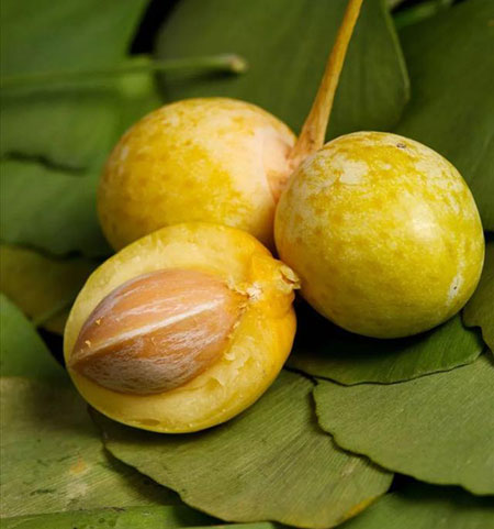 银杏果能吃吗，银杏果的正确吃法