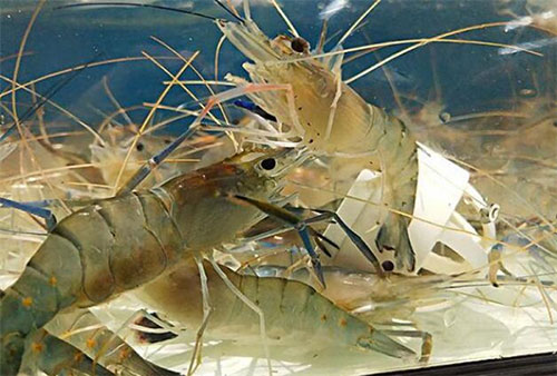 基围虾是淡水还是海水，基围虾的生活习性范围