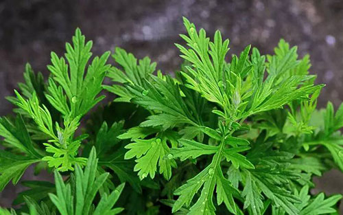 艾叶功效作用与主治，艾